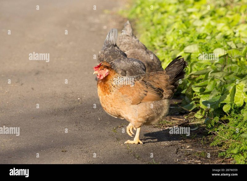 France - chicken road jeu